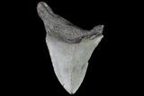 Partial, Fossil Megalodon Tooth #89001-1